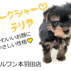 【 ヨークシャーテリア 】手乗りサイズの激かわヨークシャーテリア登場！