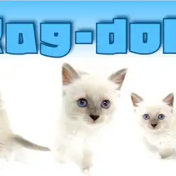 【 ラグドール 】横浜NO.1に美しいブルーアイが神秘的な女の子♪