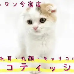 【 スコティッシュフォールド 】レアカラー・垂れ耳・丸顔のおっとりニャンコ!