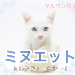 【 ミヌエット 】ほっこりミルクティーカラー！人気の短足ボディ！