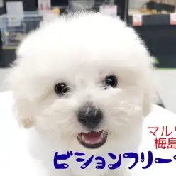 【 ビションフリーゼ 】マズル短めで短足系!究極のビションを足立区に発見!