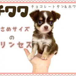 【 チワワ 】小さめ!スクエア!プレミア級のチョコレートタンホワイトの女の子