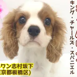 【 キャバリア 】キラキラ瞳が眩しすぎるっ！元気いっぱい穏やかボーイ！！