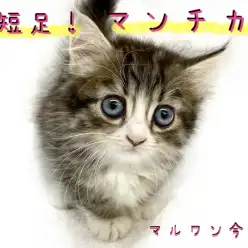 【 マンチカン 】目力バツグンの2頭身BODY！お迎え時のポイントもご紹介！