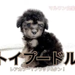【 トイ・プードル 】小さめサイズのブラックタン!お迎え初期のしつけ法も公開!
