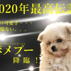 【 ポメプー 】2020最年最高伝説！ポメとトイプーからクマプーが誕生！