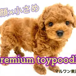 【 トイプードル 】童顔・小さめ・ドワーフ体型！三拍子がそろったプレミアムわんこ