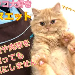 【 ミヌエット 】まるでぬいぐるみ！懐っこすぎる癒し猫