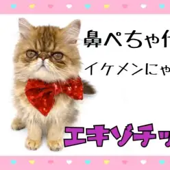 【 エキゾチック 】鼻ぺちゃ代表！甘えん坊の男の子