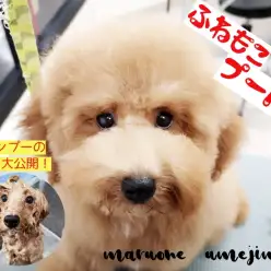 【 トイ・プードル 】爆毛トイプー!シャンプー手順もご紹介!!