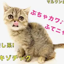 【 エキゾチック 】ふてニャンの愛称で大人気!コミカルな動きと容姿の癒し系♪