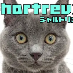 【 シャルトリュー 】ぽふぽふ毛量自慢!鶴見店7年目にして初登場のレア猫種!