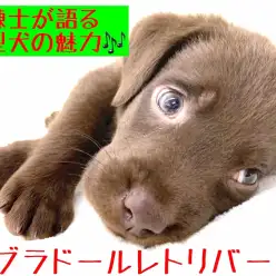 【 ラブラドールレトリバー 】訓練士が語る大型犬の魅力！室内飼育のポイントも公開！