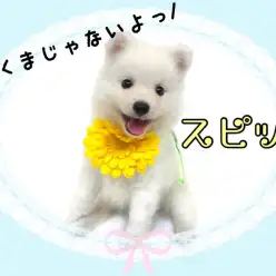 【 スピッツ 】生後2カ月にして遊びとトレーニングのメリハリ天才ボーイ！