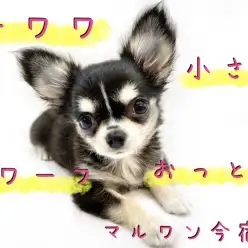 【 チワワ 】初心者ユーザーにオススメ!目力バツグンな小さめの女の子!