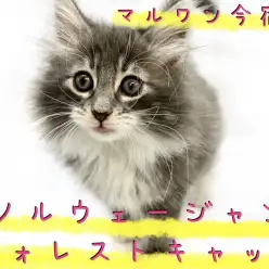 【 ノルウェージャン 】ゴージャスな被毛のおっとりBOY！お手入れ画像も大公開！