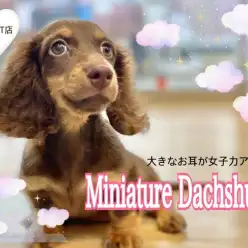 【 ミニチュアダックスフント 】濃いめのタンと大きなお耳が可愛さ倍増中♡