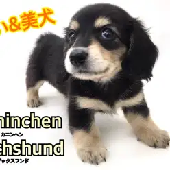 【 カニンヘン・ダックスフント 】小さい＆美しい＆賢いすべてが揃った無敵ワンコ！