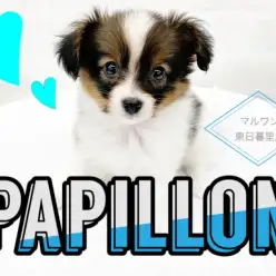 【 パピヨン 】マリーアントワネットも愛した犬種。気品と賢さは小型犬NO.1！