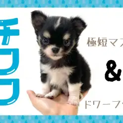 【 チワワ 】小さめ!ドワーフ!極短マズル!プレミアム級に可愛いチワワくん
