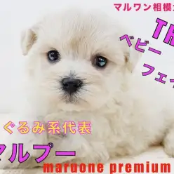 【 MIX 】両親はトイ・プードル＆マルチーズ！ぬいぐるみ系マルプーが可愛すぎる