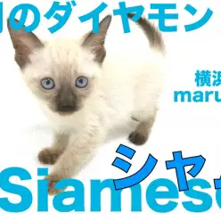 【 シャム 】月のダイヤモンドと呼ばれる気品溢れるビューティキャット