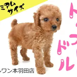 【 トイ・プードル 】小さめプレミアムサイズの穏やかベイビー登場！