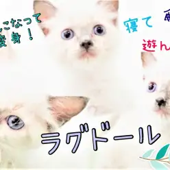 【 ラグドール 】握手が出来る芸達者！！青い瞳のイケメンにゃんこ♪