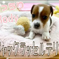 【 ジャックラッセルテリア 】おっとりマイペース気味の可愛い女の子！