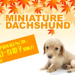 【 ミニチュアダックスフント 】犬生活40年以上のスタッフのファーストインプレ！