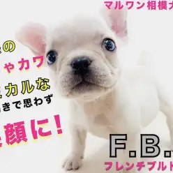 【 フレンチブルドッグ 】コミカルな癒し系!ペチャ顔との生活は笑いが絶えない!