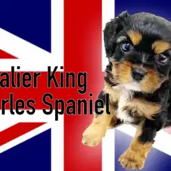 【 キャバリア 】3K揃ったキラキラした瞳が眩しい元気いっぱい夏ガール！