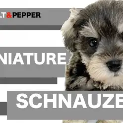【 ミニチュア・シュナウザー 】シュナ好きスタッフがレビュー！注目ポイント3選！