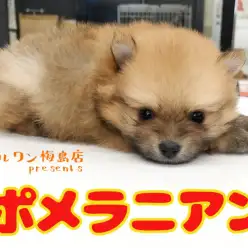 【 ポメラニアン 】生後54日で540g!たぬきポメを迎えた後にやってはいけない事とは??