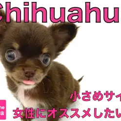 【 チワワ 】生後2ヶ月で480g！女性にオススメしたい小さめサイズ！