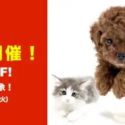 【 お客様大感謝祭 】5~1万円プライスダウン！全店・全頭対象！