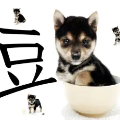 【 豆柴 】両親体重5kg以下！横浜ナンバーワン候補の黒豆柴の女の子が登場！