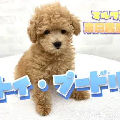 【 トイ・プードル 】スクエアボディ！カット映え抜群な人気NO.1わんこ！