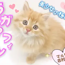 【 ラガマフィン 】ボリュームたっぷり♪ふわふわボディの究極美少女現る！！