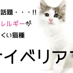 【 サイべリアン 】巷で話題・・・！！猫アレルギーが出にくいゴージャス猫ちゃん！