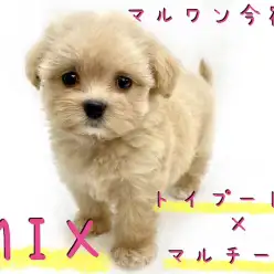 【 マルプー 】甘えん坊のドールわんこ！最強MIXちゃんの最速レビュー！