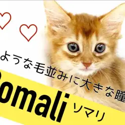 【 ソマリ 】輝くようなティッキングの毛並みと大きなアーモンドアイ！