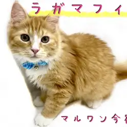 【 ラガマフィン 】ワンちゃんとの多頭OK!おっとり穏やかゴージャスニャンコ!