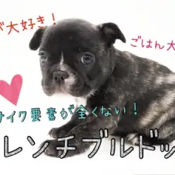 【 フレンチブルドッグ 】可愛い所が盛りだくさん！遊ぶの大好きフレブルちゃん♪