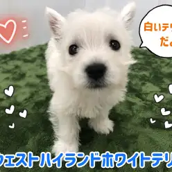 【 ウェストハイランドホワイトテリア 】希少!白いテリアでお馴染みのウェスティー