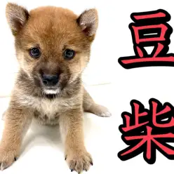 【 豆柴 】マルワンプレミアム！血統書認定赤豆柴登場！！