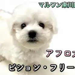 【 ビションフリーゼ 】爆毛・童顔・ドワーフ体型!3拍子のプレミアムビション!