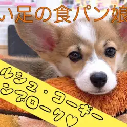 【 コーギー 】チャーミングでユーモラスな魅力！大きな立ち耳に短い足の食パン娘！