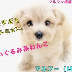 【 MIX 】人気沸騰中のマルプー！ぬいぐるみ系の可愛さと飼いやすさがポイント！