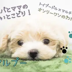 【 マルプー 】同じ顔の子なんていない！世界で1匹のMIXちゃん！